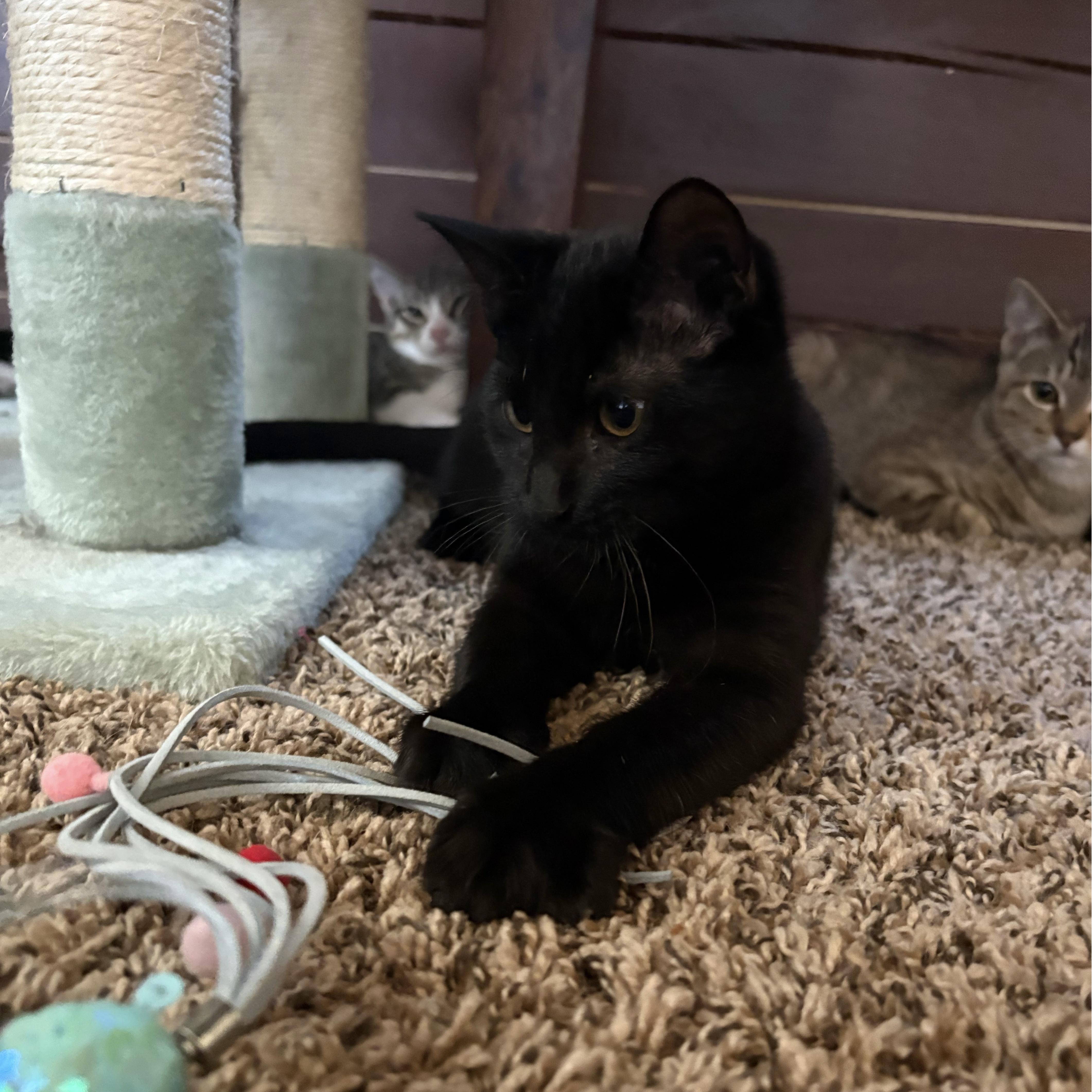 A baby small-sized female Black Domestic Short Hair cat named Moon for adoption in Bentonville, AR