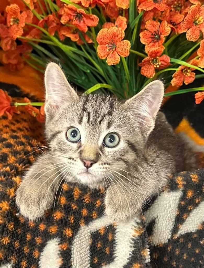 A baby small-sized male Domestic Short Hair cat named Mark for adoption in Stillwater, OK