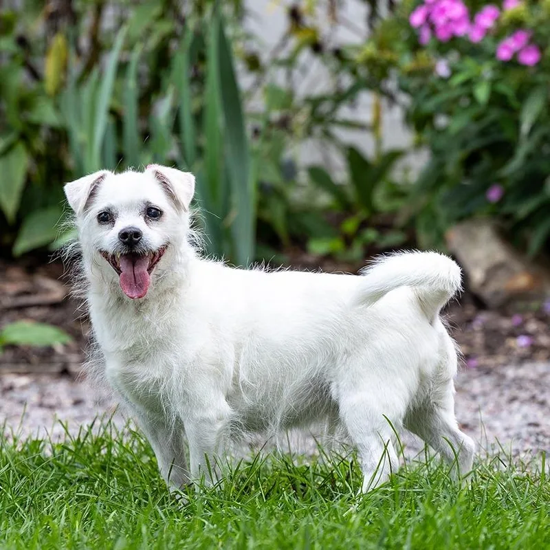 A senior small-sized male White / Cream Pomeranian dog named Astro for adoption in Council Bluffs, IA