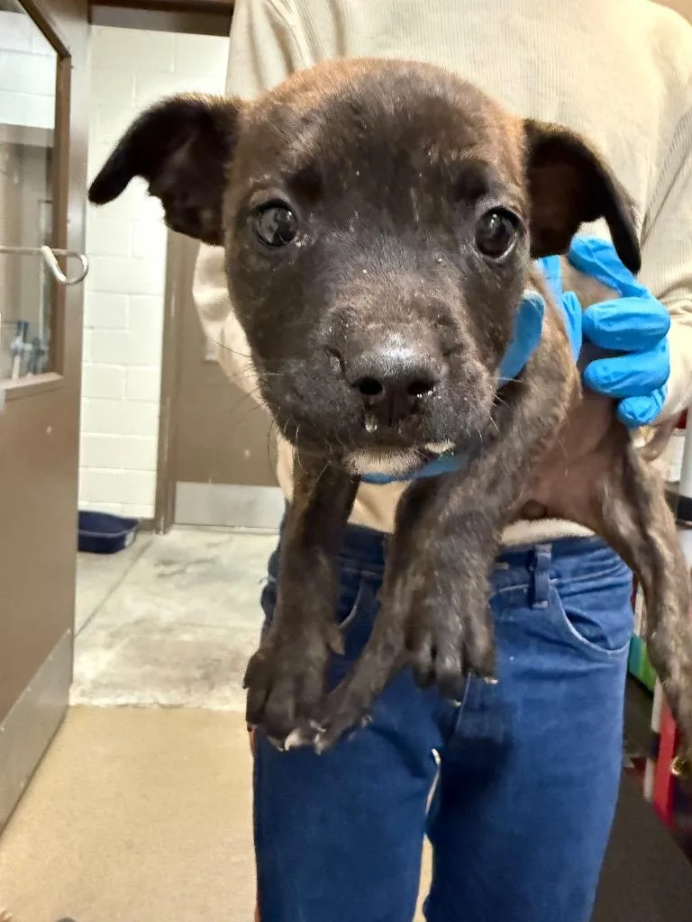 A baby medium-sized female Brindle Mixed Breed dog named Tatyana for adoption in Rock Hill, NY