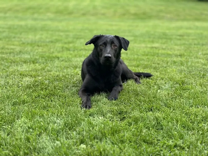 A young medium-sized female Black Labrador Retriever dog named Moxie for adoption in Ossining, NY