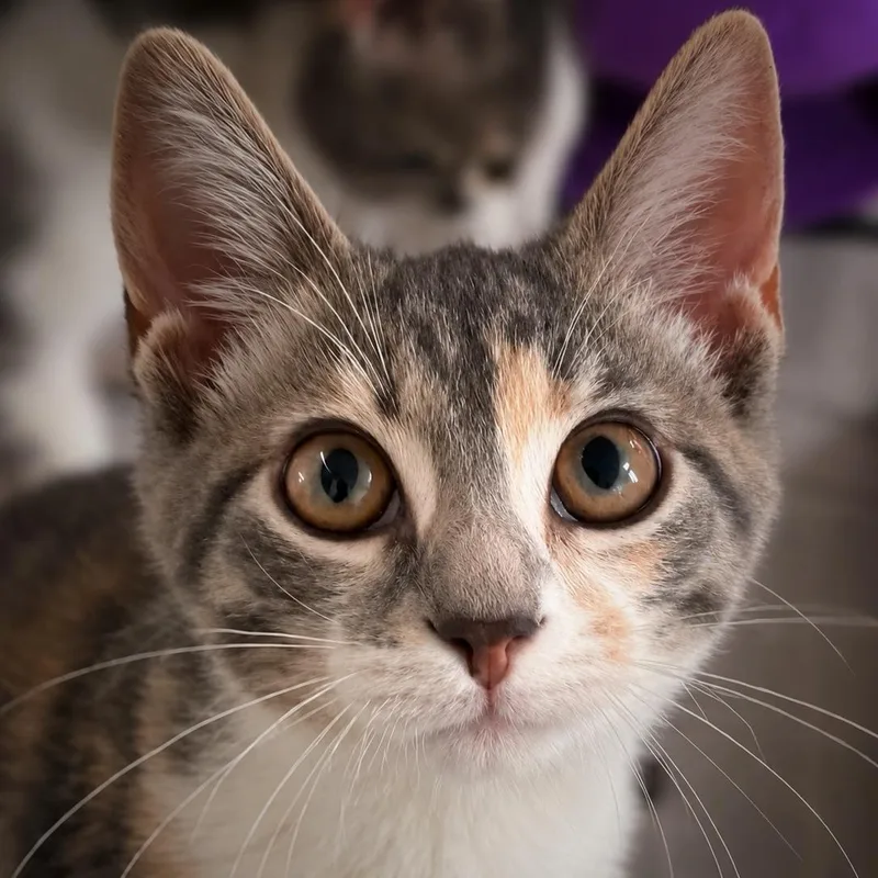 A baby small-sized female Dilute Calico Domestic Short Hair cat named Rose for adoption in Smicksburg, pa 16256, PA