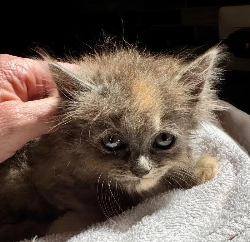 A baby small-sized female Domestic Long Hair cat named Wisp for adoption in Leonardtown, MD
