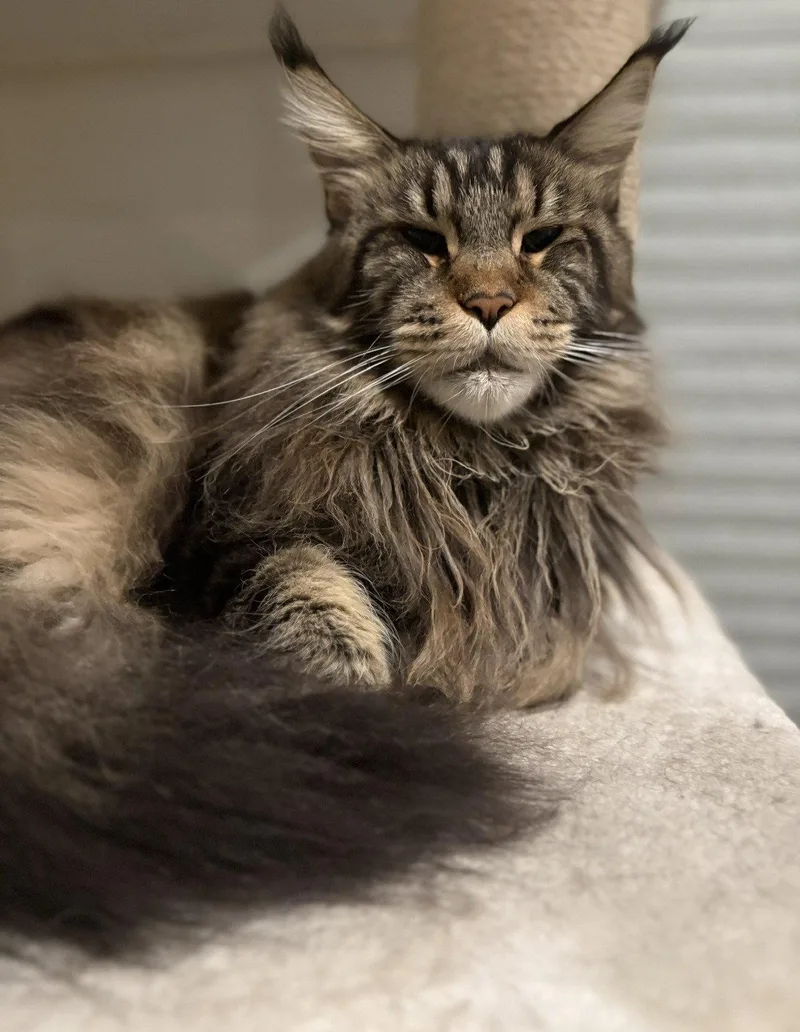 An adult large-sized female Maine Coon cat named Emerald for adoption in Absecon, NJ