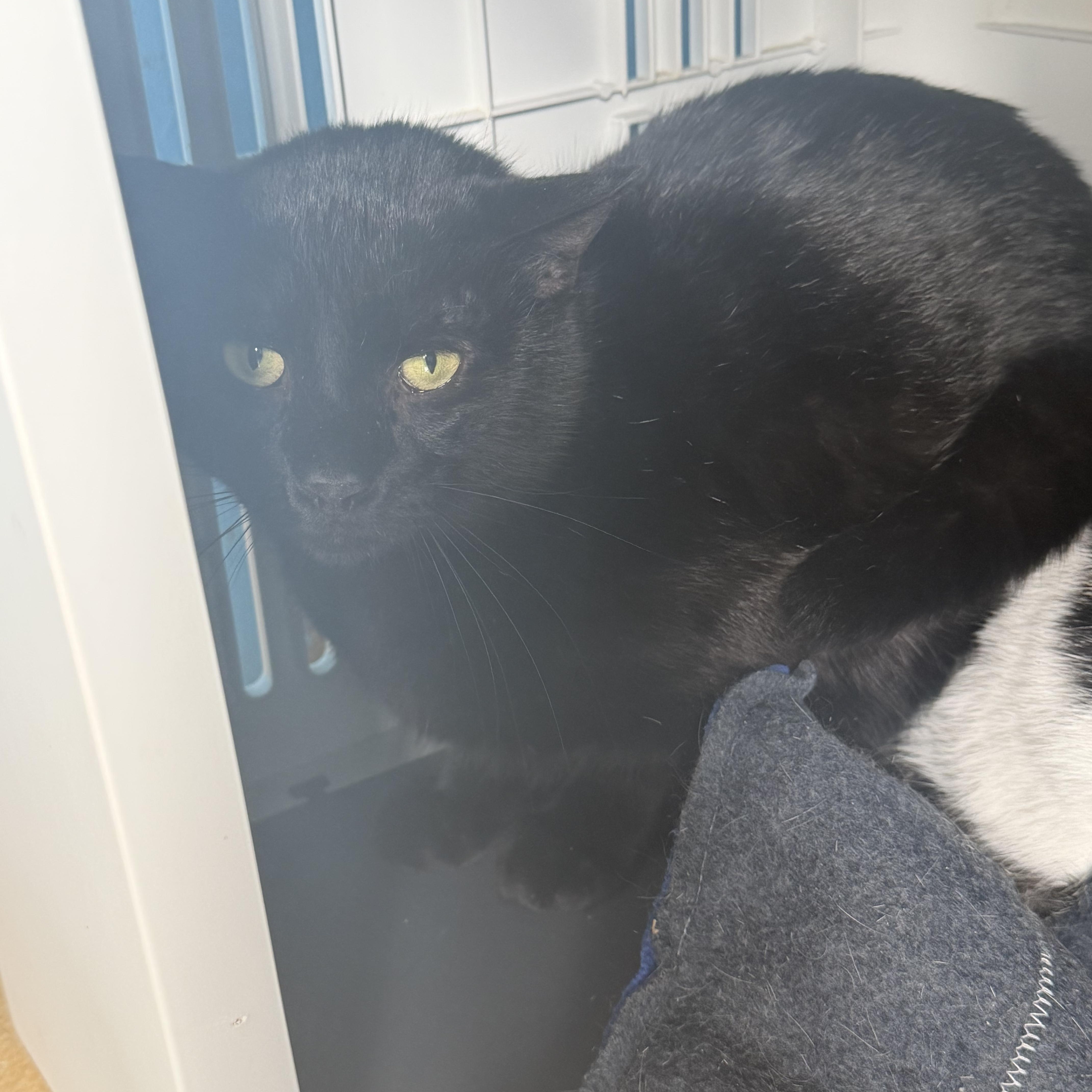 A young medium-sized male Black Domestic Short Hair cat named Gangster Og for adoption in Hudson, NY