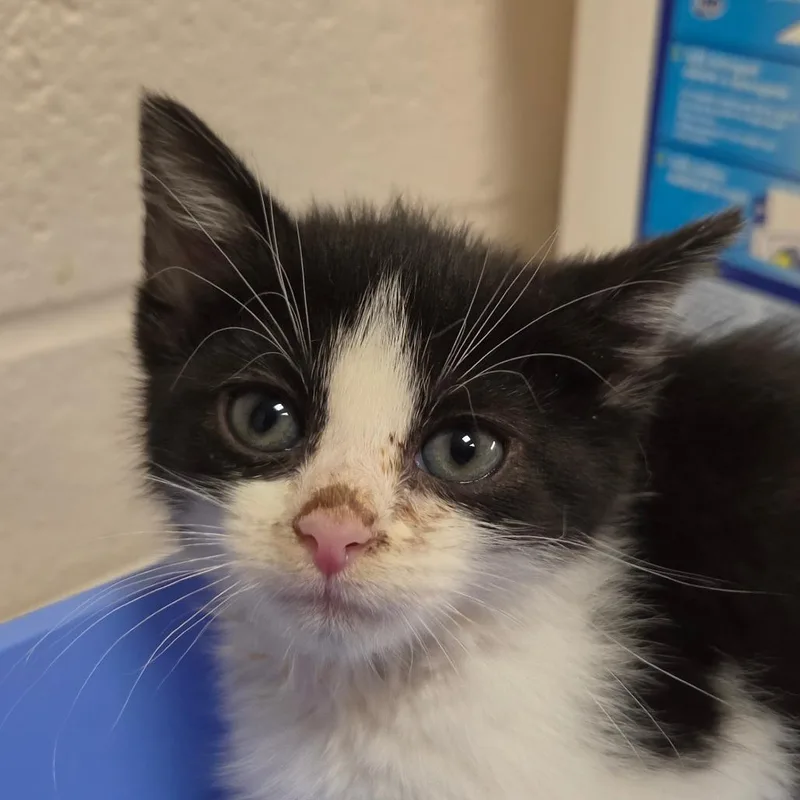 A baby small-sized female Black Domestic Short Hair cat named Brooke for adoption in Zanesville, OH
