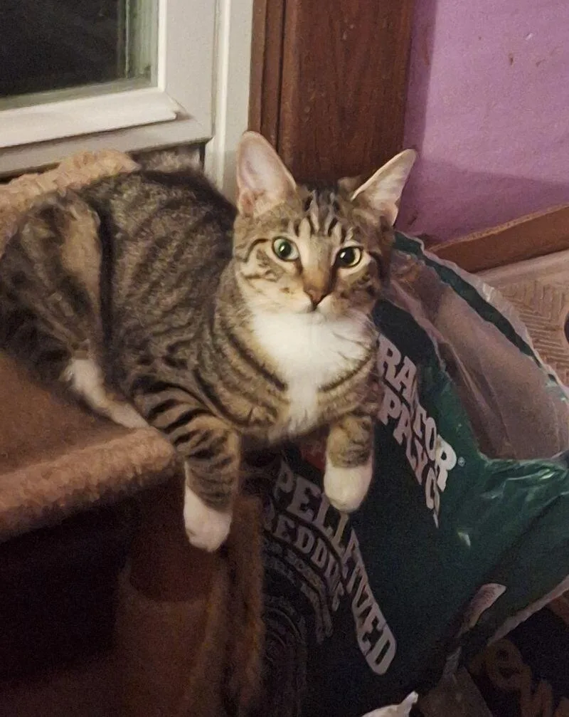 Stafford thumbnail 2