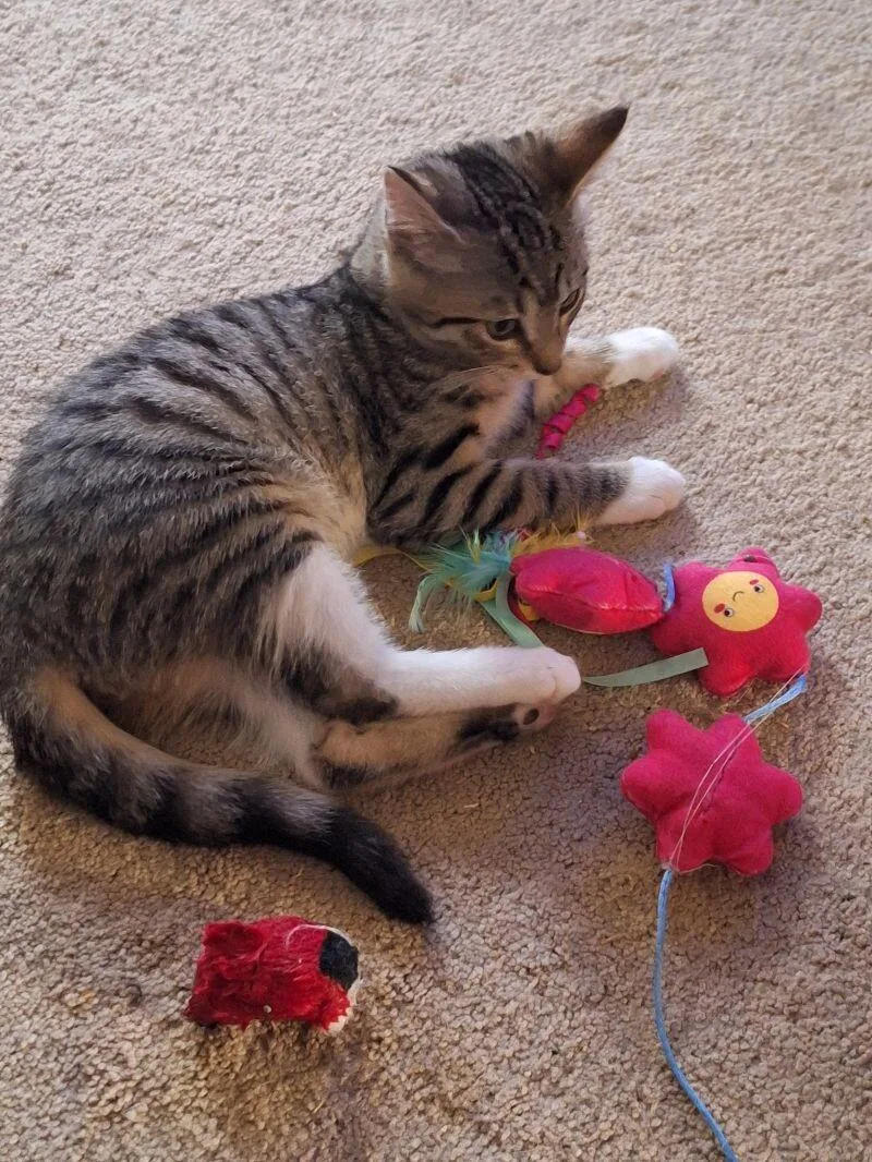 Stafford thumbnail 3