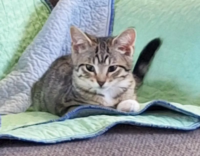 Stafford thumbnail 4