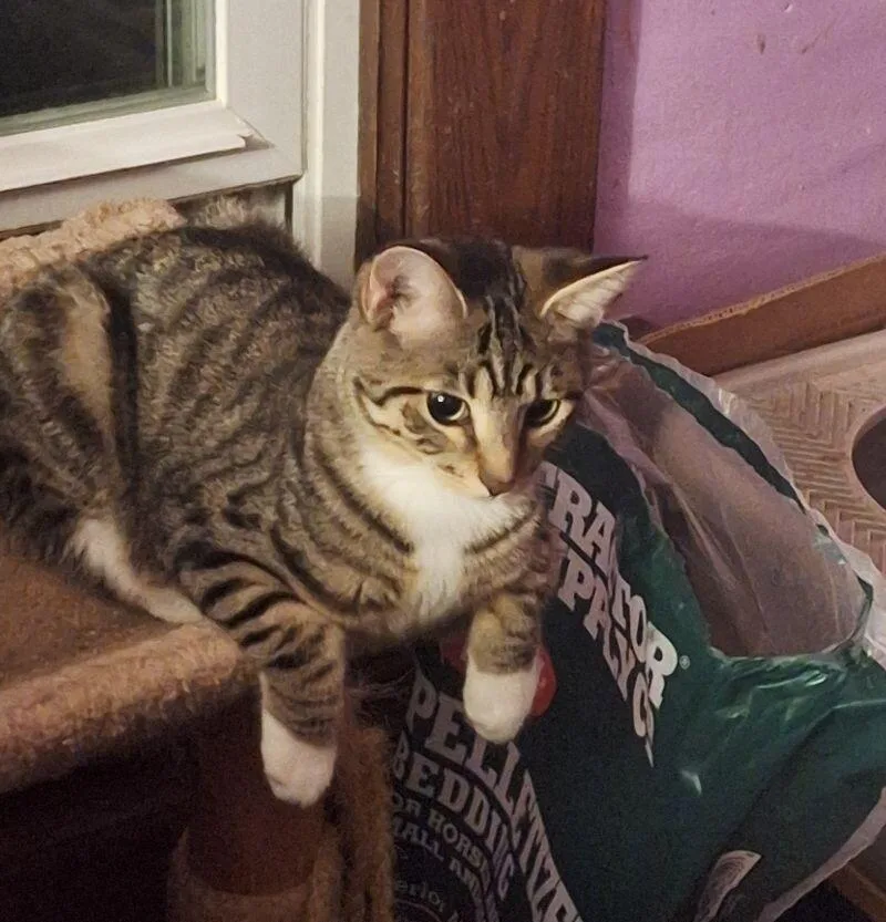 Stafford thumbnail 5