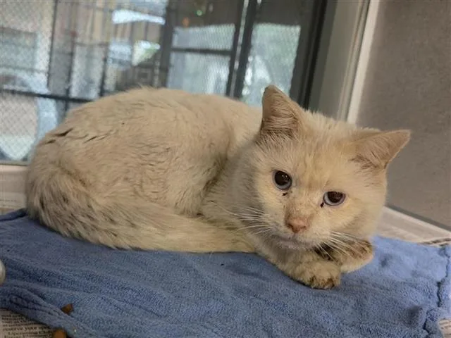 An adult medium-sized male Domestic Short Hair cat named Aegon Targaryen for adoption in San Antonio, TX