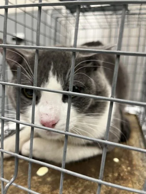 An adult large-sized male Domestic Short Hair cat named Joey for adoption in Las Vegas, NV