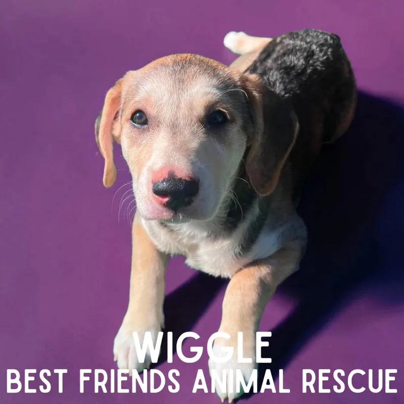 Wiggle