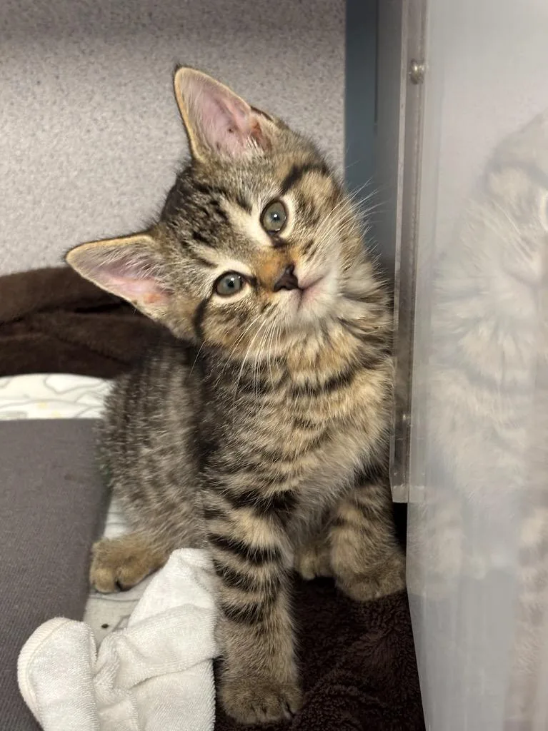 A baby small-sized male Domestic Short Hair cat named Nutmeg for adoption in Liverpool, NY