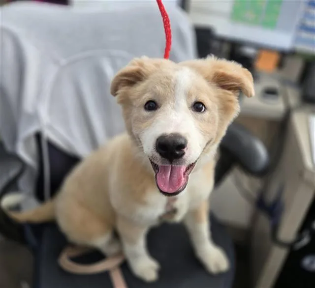 A baby large-sized female Mixed Breed dog named Aurora for adoption in Dallas, TX