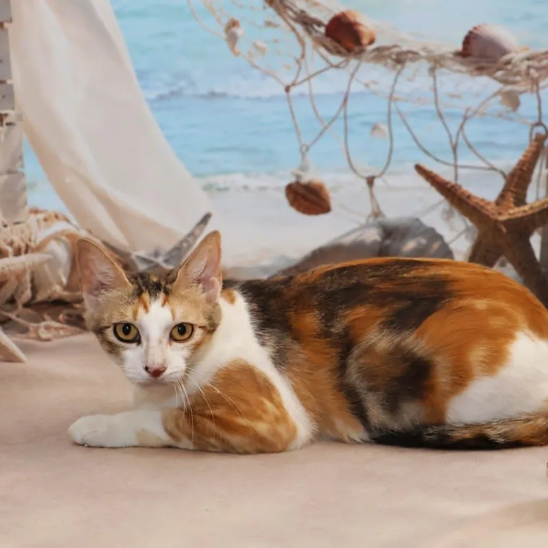A young medium-sized female Calico Domestic Short Hair cat named Sonoma for adoption in FAIRWAY, KS