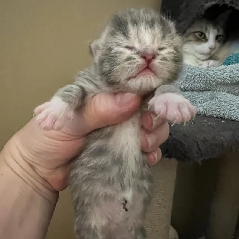 A baby small-sized male Gray / Blue / Silver Domestic Short Hair cat named Nio for adoption in Newark, DE