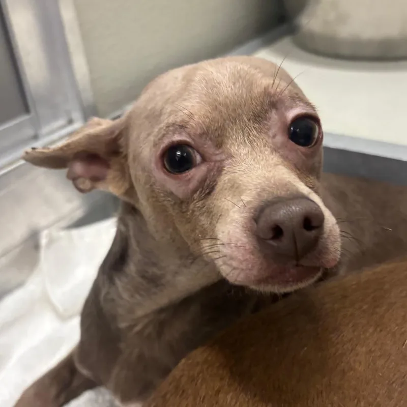An adult small-sized male Chihuahua dog named Flap Jack for adoption in Hinsdale, IL