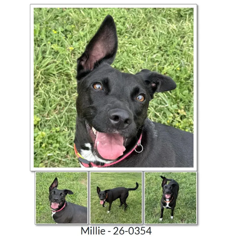 Millie