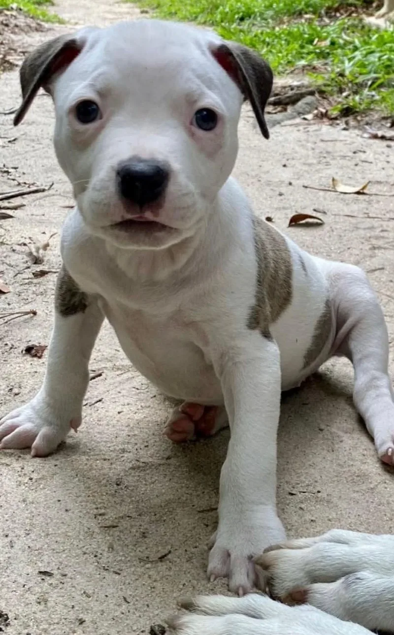 A baby medium-sized female Pit Bull Terrier dog named Polar Bear for adoption in Carmel, NY