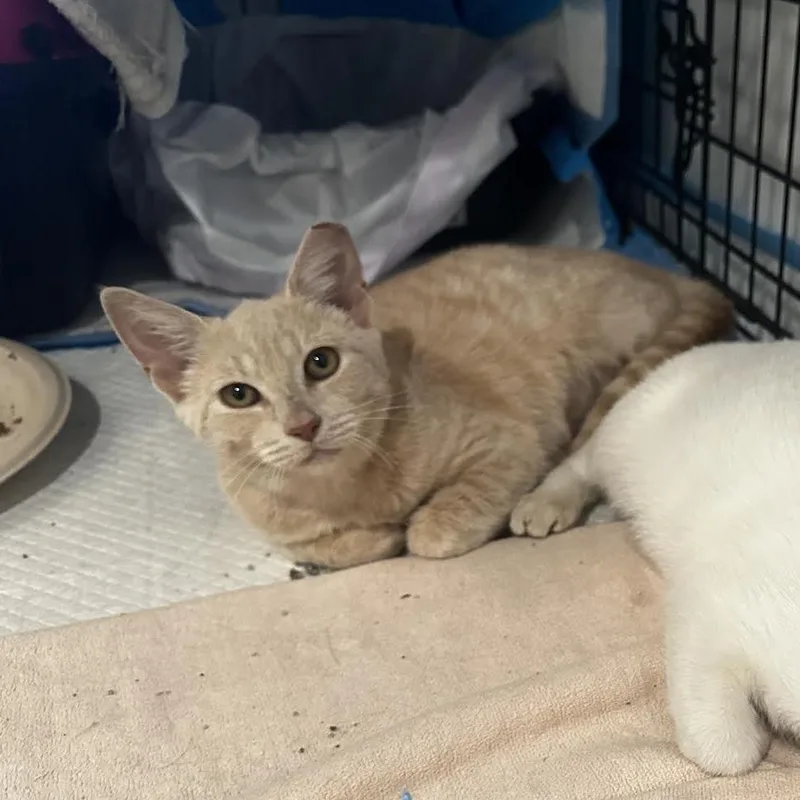 A baby small-sized female Orange / Red Domestic Short Hair cat named Dory for adoption in Oakton, VA