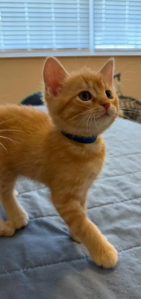 A baby medium-sized female Domestic Short Hair cat named Azul for adoption in Hamilton, OH