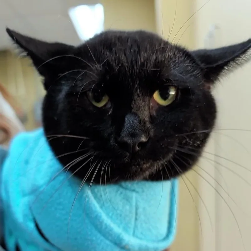 An adult medium-sized male Black Domestic Short Hair cat named Jerry for adoption in New York, NY