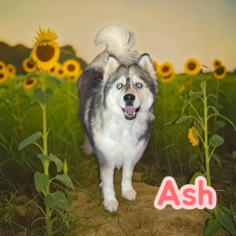 An adult medium-sized female Husky dog named Ash sweet for adoption in Chuckey, TN