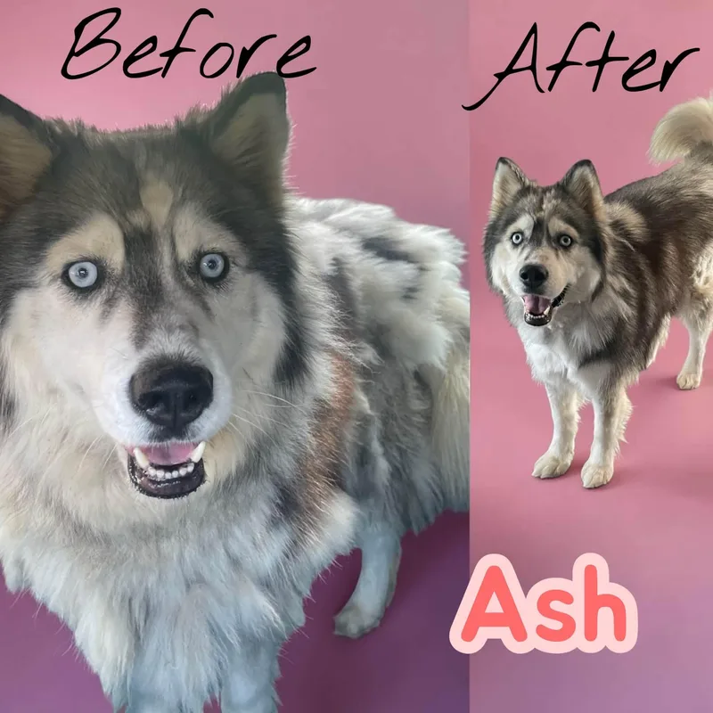 Ash  sweet  thumbnail 2