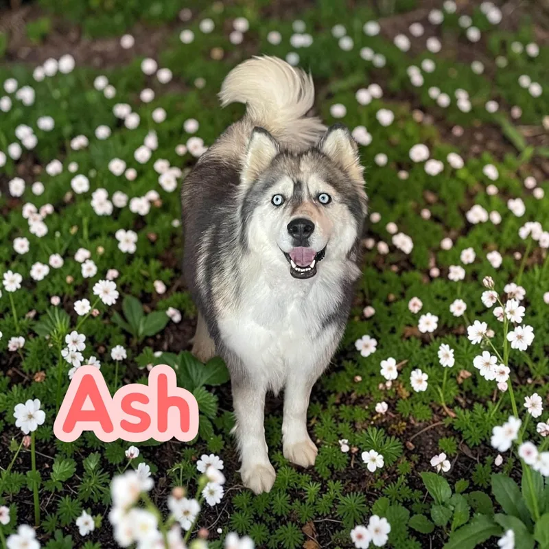 Ash  sweet  thumbnail 4