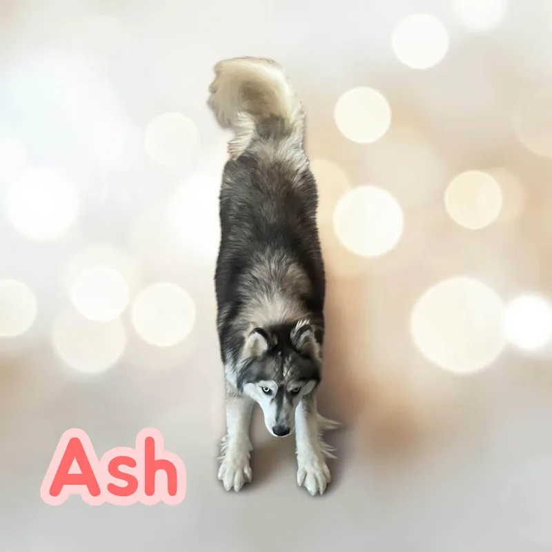 Ash  sweet  thumbnail 5