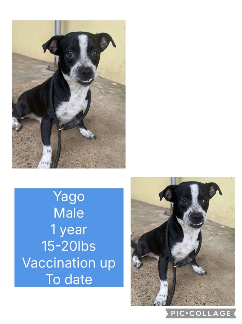 A young small-sized male Mixed Breed dog named Yago for adoption in San Juan, PR