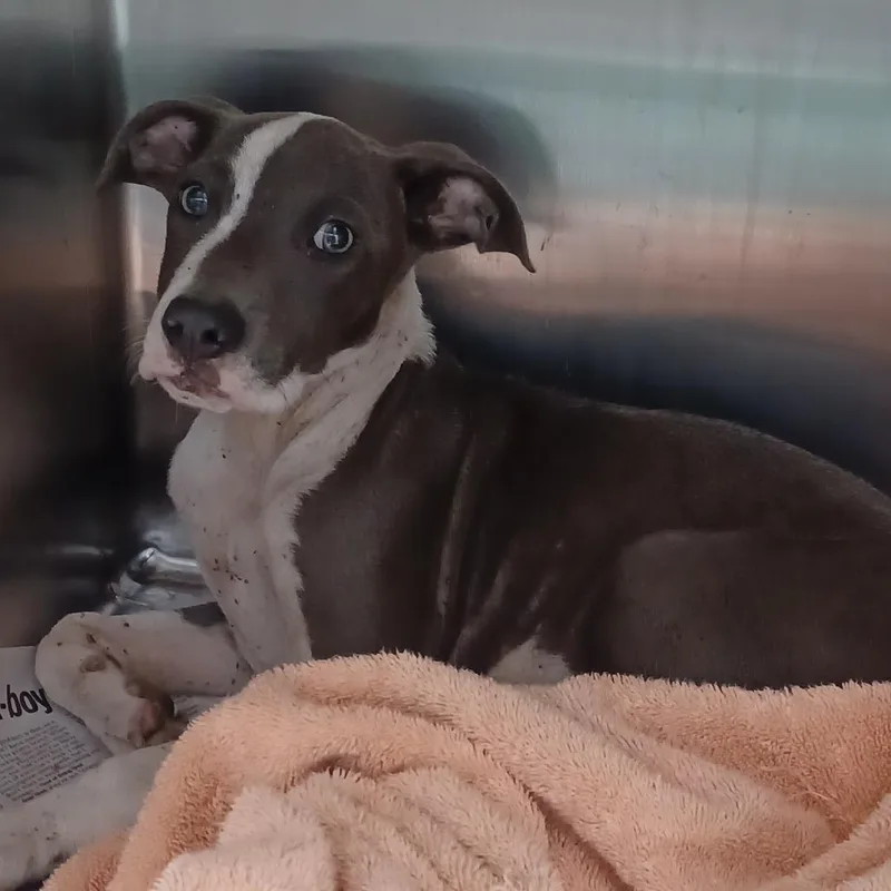 A baby small-sized male Gray / Blue / Silver Coonhound dog named Fido for adoption in Hattiesburg, MS