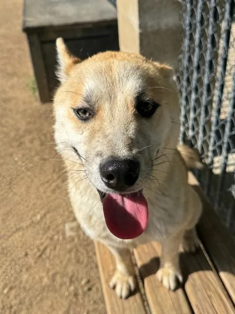 A young large-sized male Siberian Husky dog named Rascal for adoption in Riverside, CA