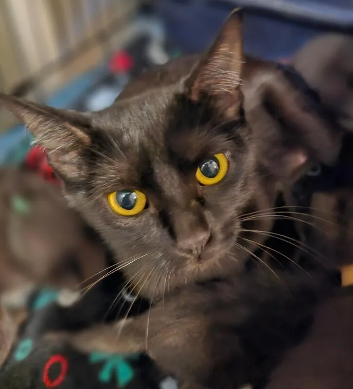 A young medium-sized female Black Domestic Short Hair cat named Uhura for adoption in Kennewick, WA