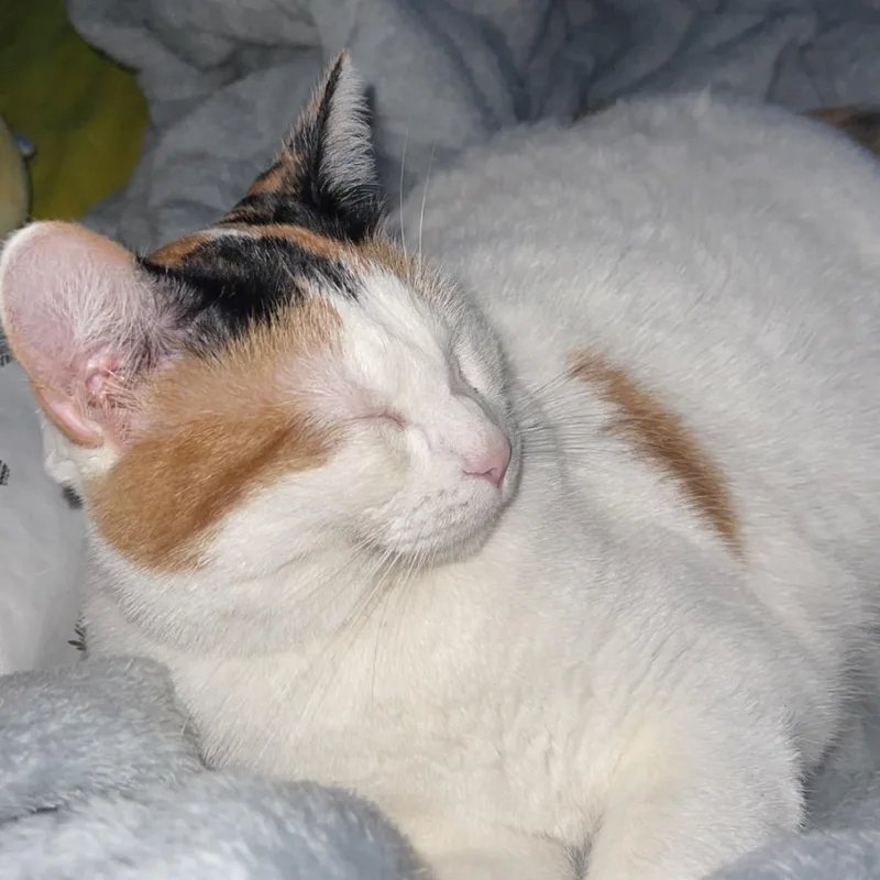 An adult small-sized female White Domestic Short Hair cat named Angel for adoption in Rochester, MN