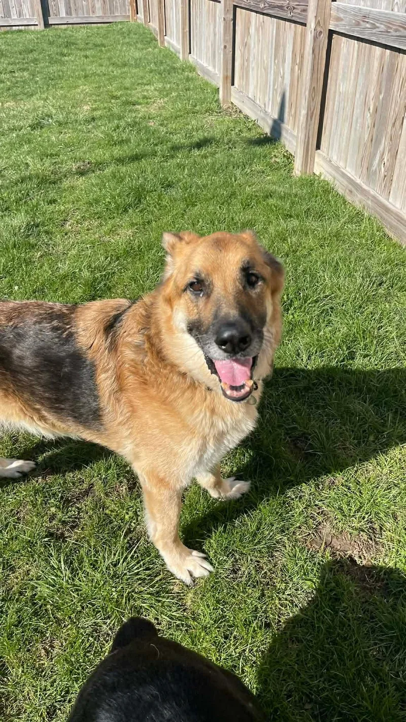 An adult large-sized male German Shepherd Dog dog named Hopper for adoption in Polk, OH