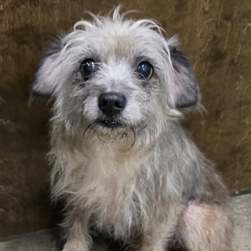A senior small-sized female Sable Terrier dog named Lady Dogiva for adoption in Washburn, MO