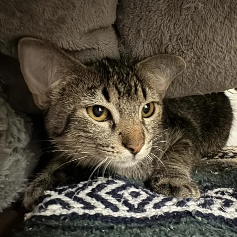 A baby medium-sized male Brown / Chocolate Domestic Short Hair cat named Mocha for adoption in Saint Charles, MO