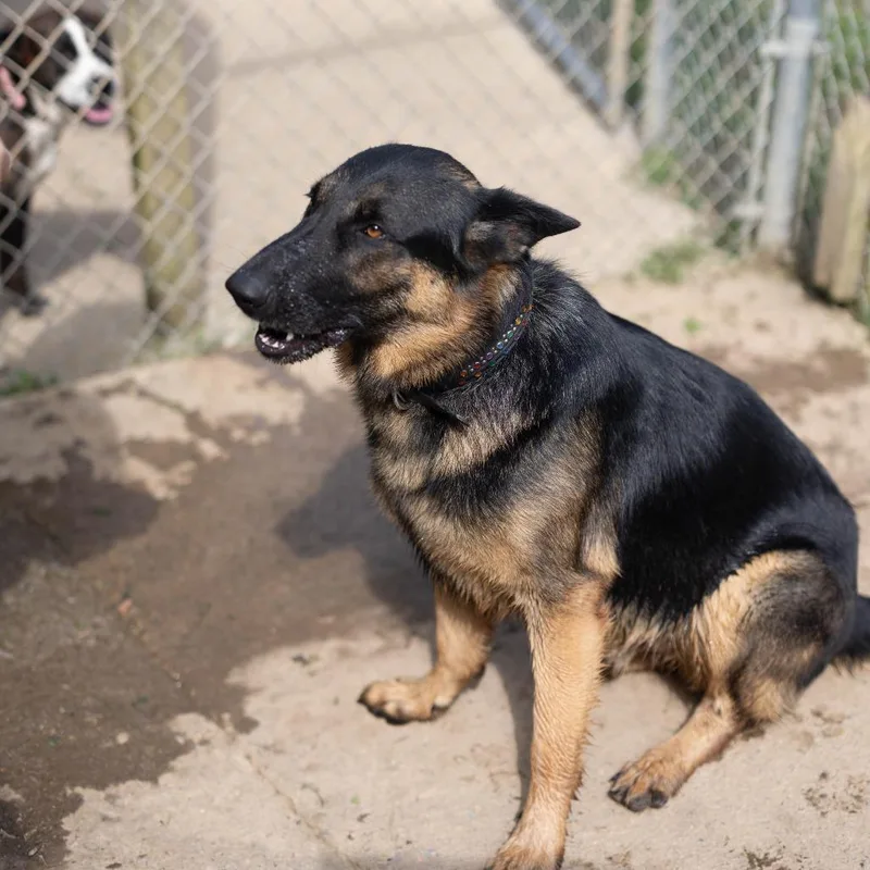 An adult large-sized male Black German Shepherd Dog dog named Archer for adoption in Talbott, TN