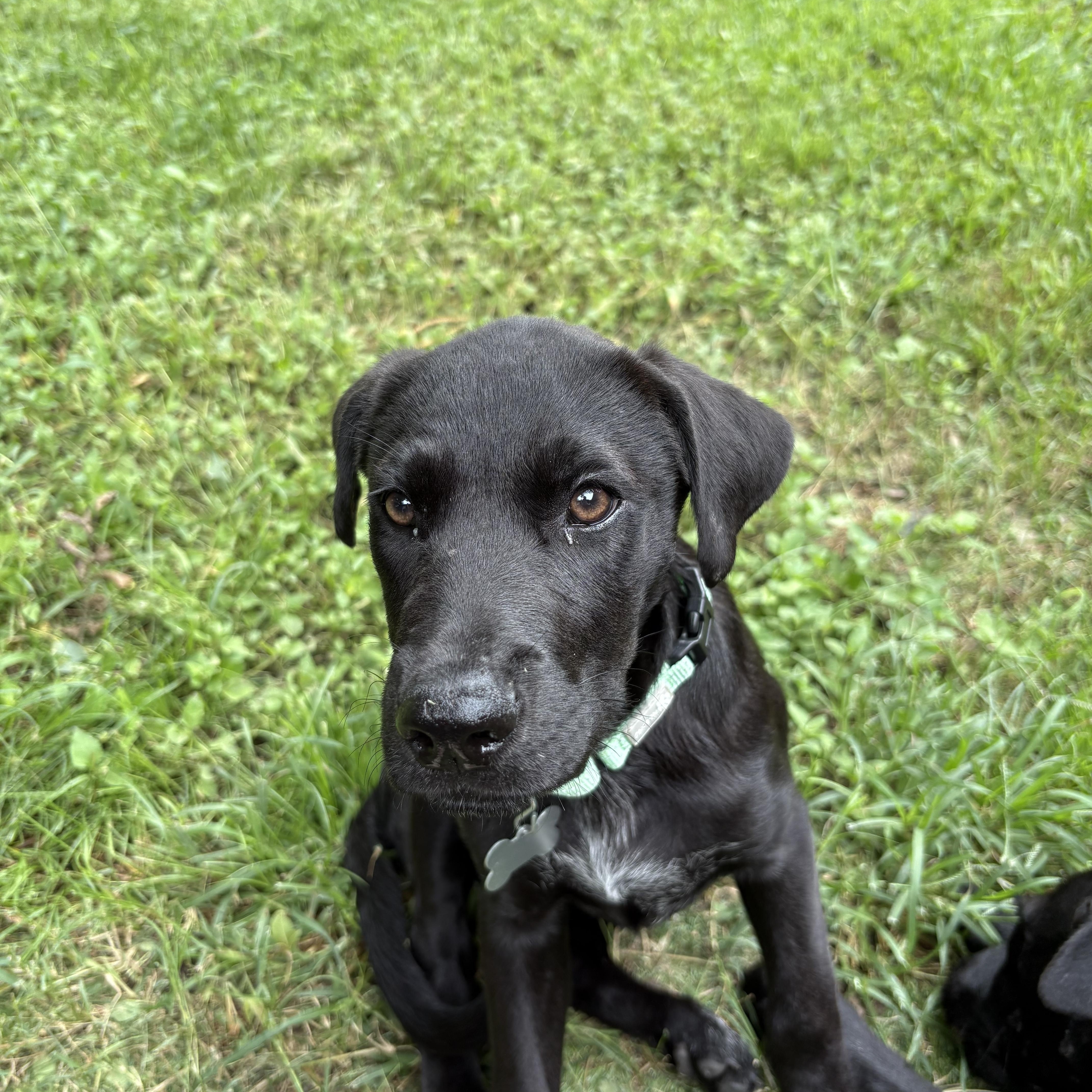 A baby medium-sized female Black Labrador Retriever dog named Georgia for adoption in Houston, TX