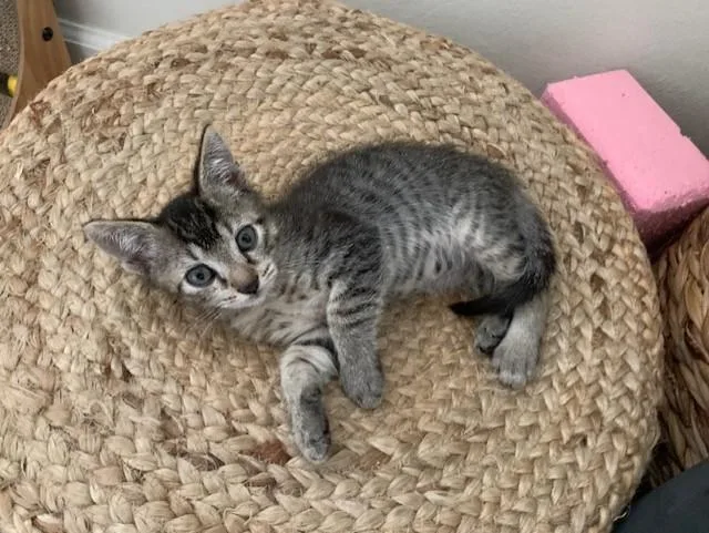 A baby small-sized male Domestic Short Hair cat named Bernardo for adoption in Santa Cruz, CA