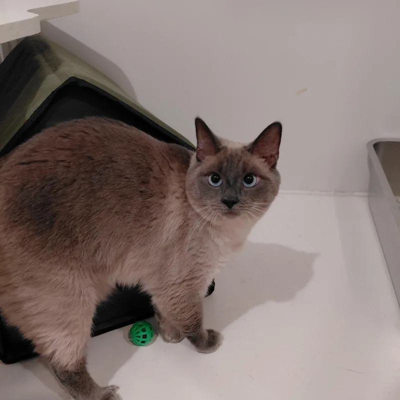An adult medium-sized female Seal Point Domestic Short Hair cat named Xena for adoption in Littleton, NH