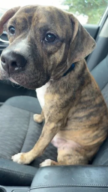 A young medium-sized male American Staffordshire Terrier dog named Manny for adoption in San Antonio, TX