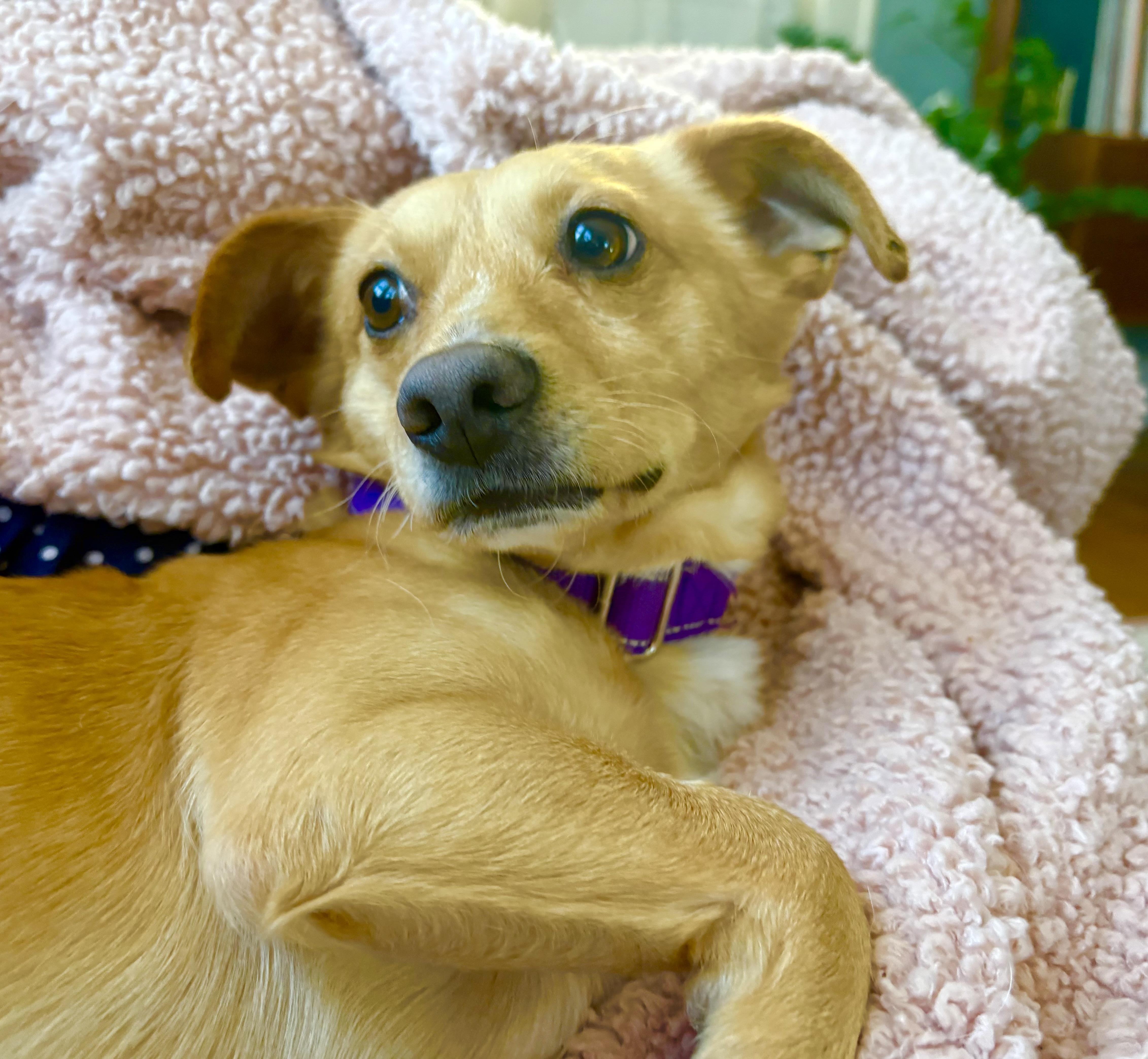 An adult small-sized male Apricot / Beige Chiweenie dog named Basil for adoption in Portland, OR