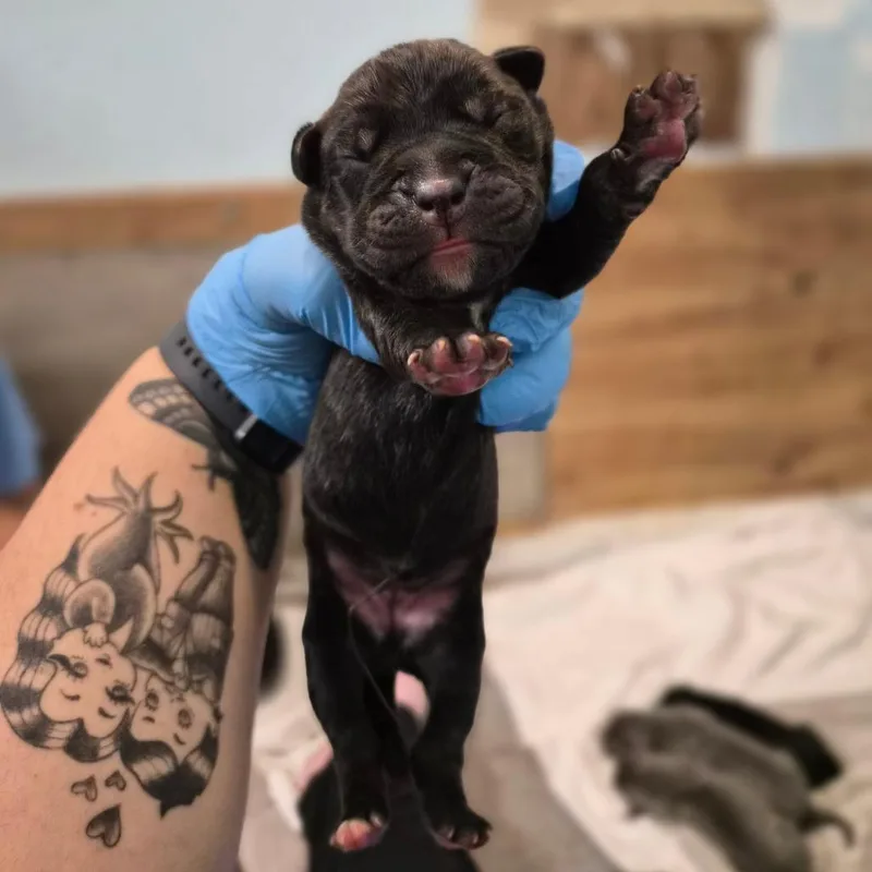 A baby small-sized female Brindle Cane Corso dog named Espresso for adoption in Wahiawa, HI