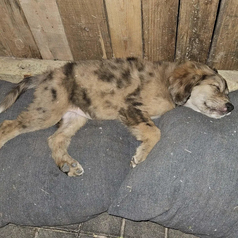 A baby medium-sized female Merle (Blue) Aussiedoodle dog named Ella for adoption in Brockport, NY
