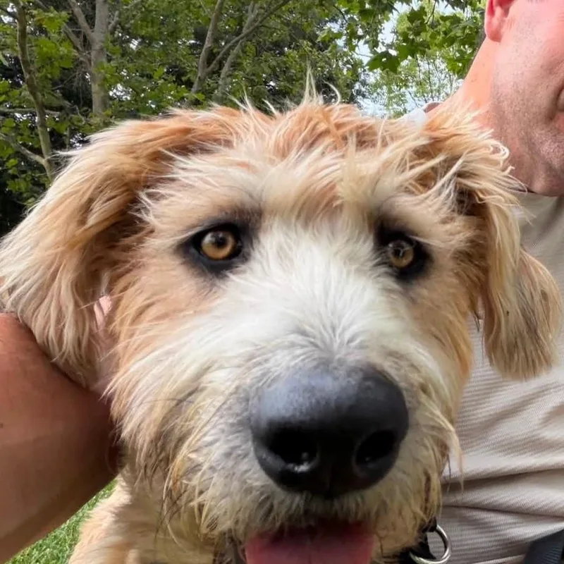 A young medium-sized male Yellow / Tan / Blond / Fawn Australian Shepherd dog named Scruffy for adoption in Pleasanton, CA
