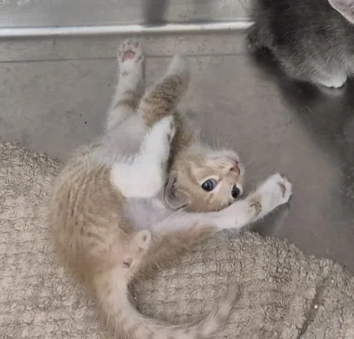 A baby small-sized male Domestic Short Hair cat named Aquarius for adoption in Decatur, IL