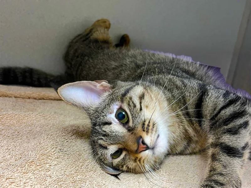 A young medium-sized female Tabby (Brown / Chocolate) Tabby cat named Vixen for adoption in Great Neck, NY